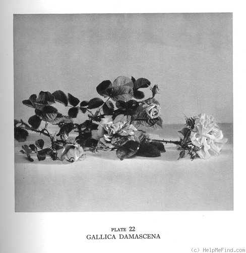'R. gallica damascena' rose photo