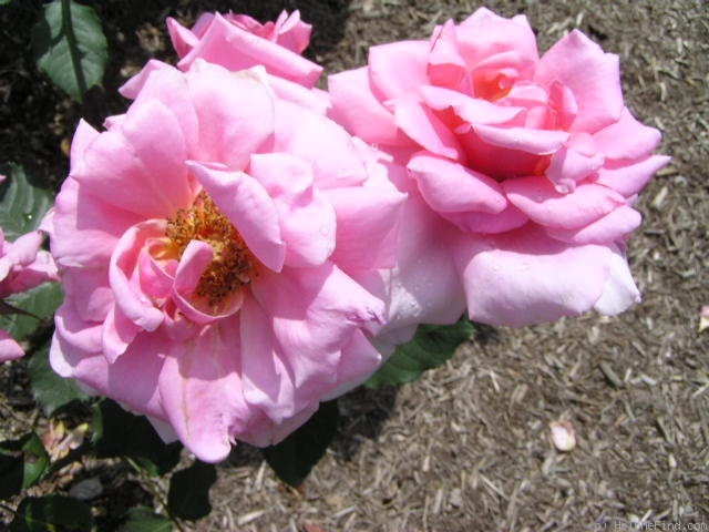 'Eliane' rose photo