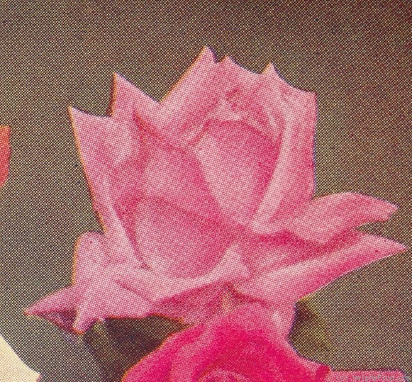 'Dean Hole (hybrid tea, Dickson, 1904)' rose photo