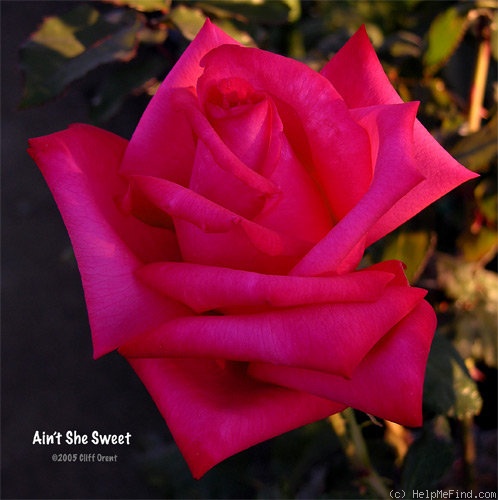 'Ain't She Sweet' rose photo