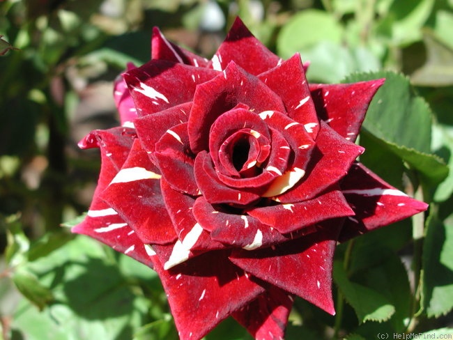 'Memphis Music' rose photo