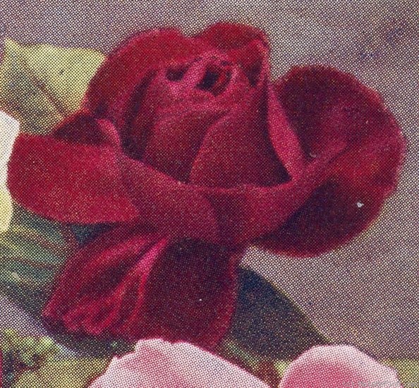 'Captain Kilbee Stuart' rose photo