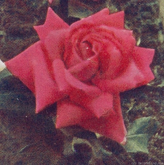 'Lady Inchiquin' rose photo