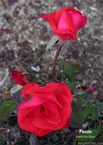 'Piccolo ® (floribunda, Tantau, 1984)' rose photo