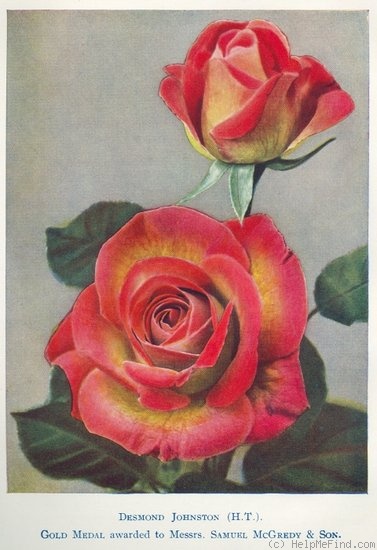 'Desmond Johnston' rose photo