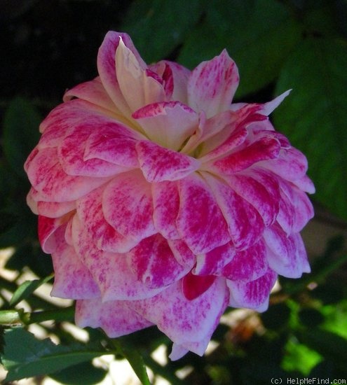'Red Hot (floribunda, McGredy, 1988)' rose photo