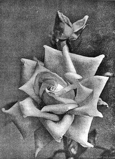 'Elaine (hybrid tea, W. Paul, 1908)' rose photo