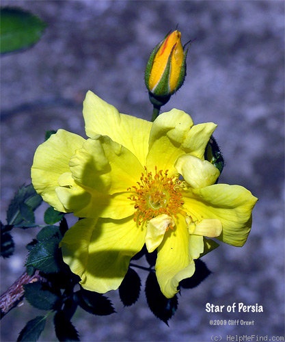 'Star of Persia' rose photo