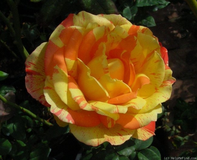 'Tropical Sunset ™ (hybrid tea, McGredy, 1988)' rose photo