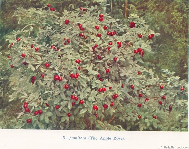 'R. pomifera (double form)' rose photo