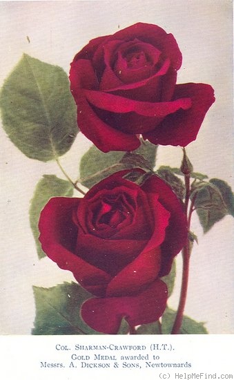 'Colonel Sharman-Crawford' rose photo