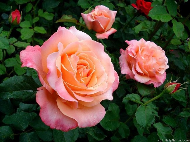 'Lolita ® (hybrid tea, Kordes 1972)' rose photo