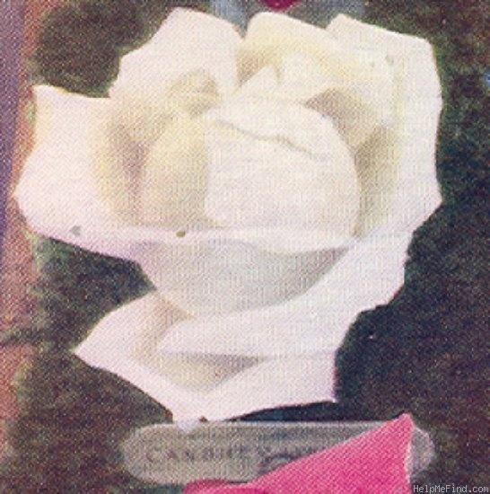 'Candeur Lyonnaise' rose photo