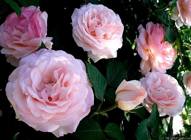'Clair Renaissance ™' rose photo