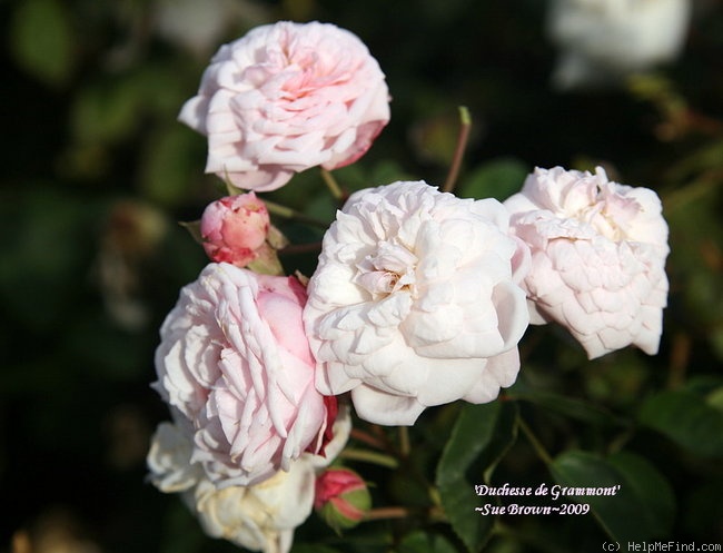'Duchesse de Grammont (noisette, Laffay, pre 1836)' rose photo