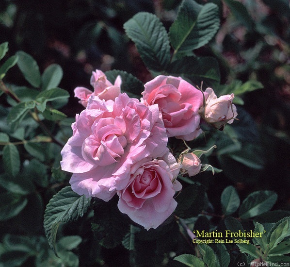'Martin Frobisher' rose photo