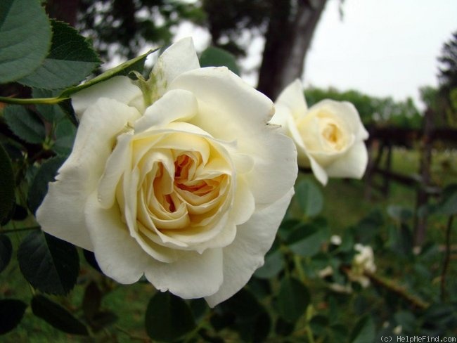 'Mon Jardin et Ma Maison' rose photo