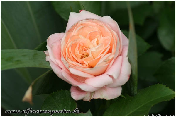 'Carcassonne Castle' rose photo
