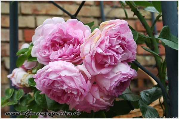 'Jasmina ™ (LCl, Kordes, 1996)' rose photo