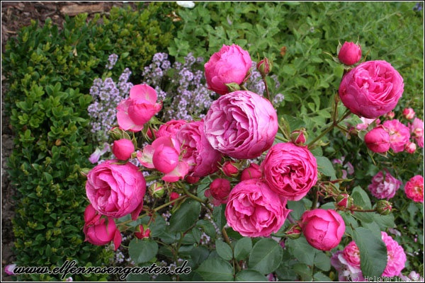'Pomponella ® (floribunda, Kordes 2005)' rose photo