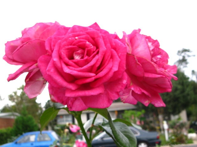 'Purple Passion ™' rose photo