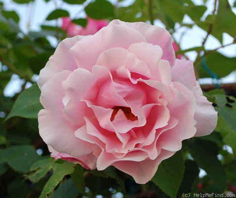 'Madame Grégoire Staechelin' rose photo