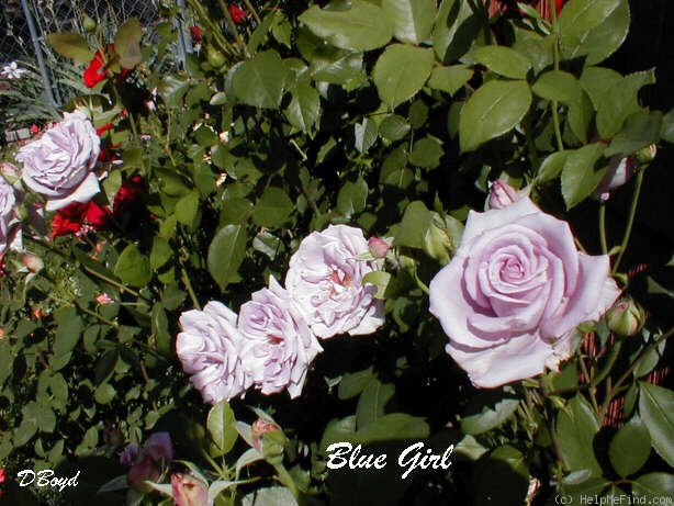 'Blue Girl (hybrid tea, Kordes, 1964)' rose photo