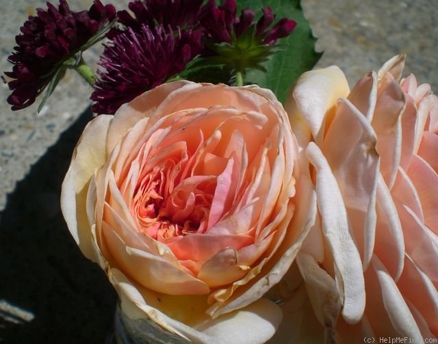'A Shropshire Lad' rose photo