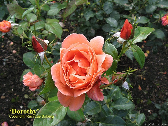 'Dorothy (floribunda, Cocker, 2001)' rose photo