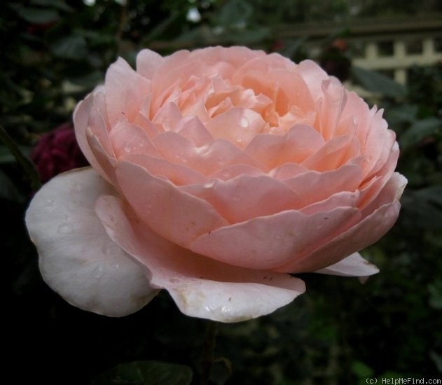 'Ambridge Rose ®' rose photo