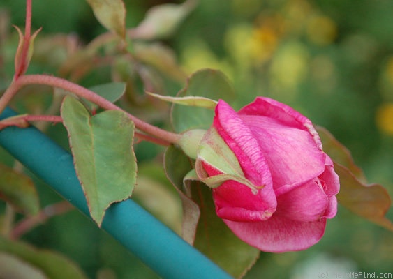 'Monsieur Rosier' rose photo
