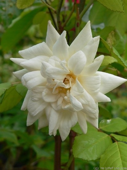 'Ravensworth' rose photo