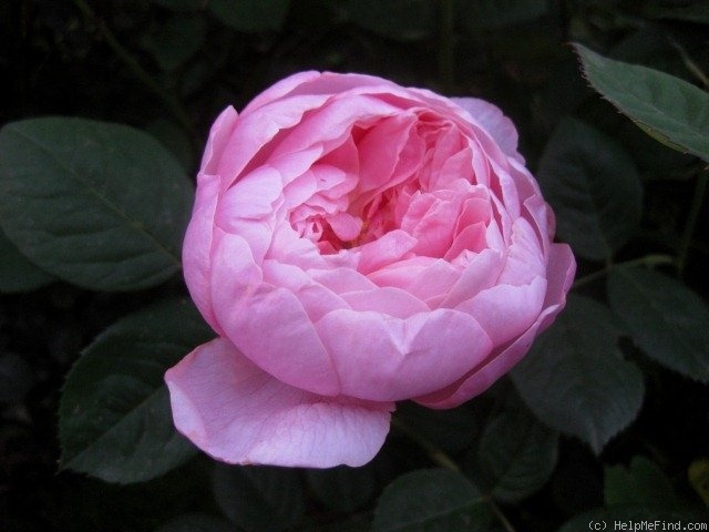 'The Alnwick Rose' rose photo