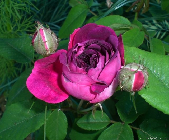 'Cardinal de Richelieu (Hybrid China, Parmentier, pre 1847)' rose photo