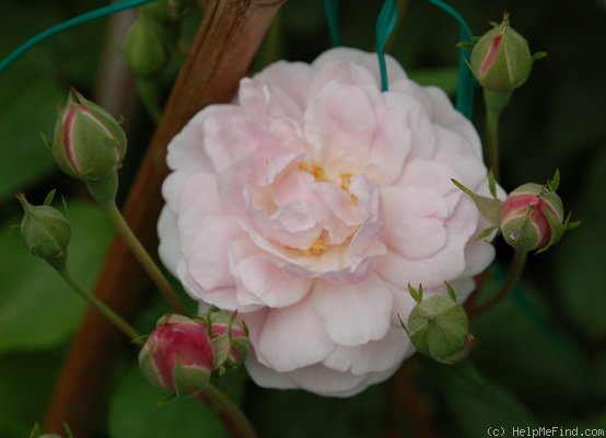 'Multiflore de Vaumarcus' rose, click to enlarge 'Multiflore de Vaumarcus' rose photo