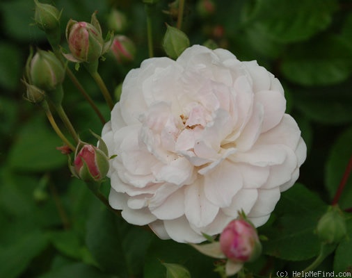 'Multiflore de Vaumarcus' rose, click to enlarge 'Multiflore de Vaumarcus' rose photo
