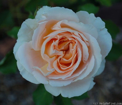 'Odile Masquelier ®' rose photo