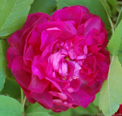 'Panachée de Lyon' rose photo