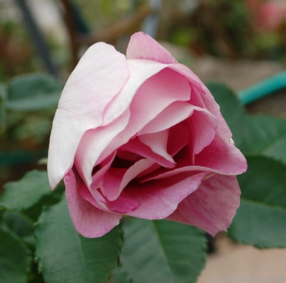 'Eyes for You ®' rose photo