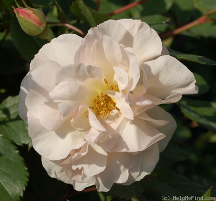 'Penelope (hybrid musk, Pemberton 1924)' rose photo