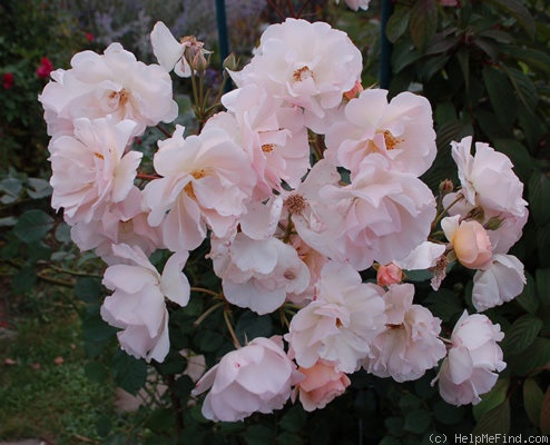 'Penelope (hybrid musk, Pemberton 1924)' rose photo