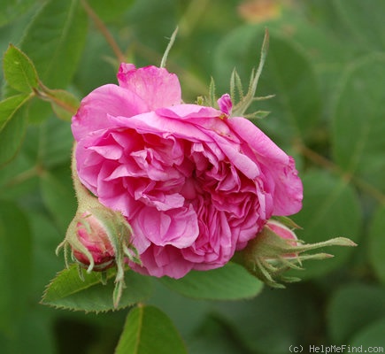 'Petite Lisette' rose photo