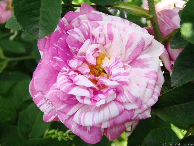 'Tricolore de Flandre' rose photo