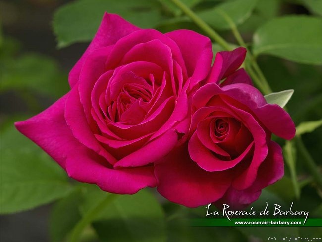 'Nuit d'Orient ®' rose photo