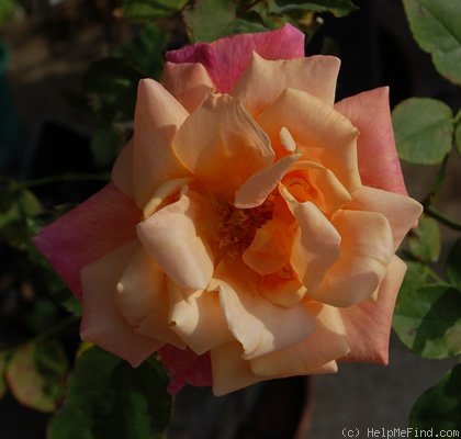 'President Herbert Hoover' rose photo