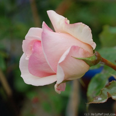 'Prince de Bulgarie' rose photo