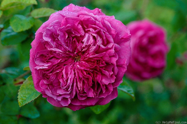 'Barbara Oliva' rose photo