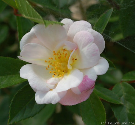 'Queen of the Musk' rose photo