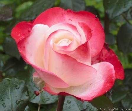 'Nostalgie ®' rose photo