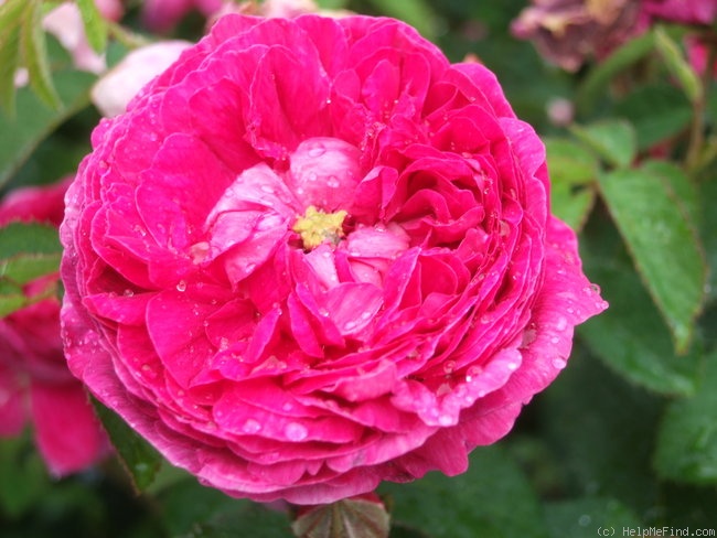 'Adèle Courtoise' rose photo
